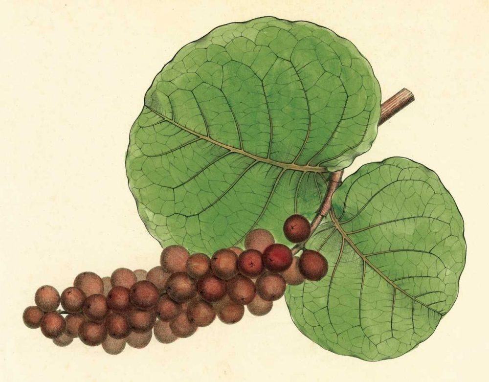 Wall Art Painting id:20683, Name: Palmetto II, Artist: Alexander, Zachary