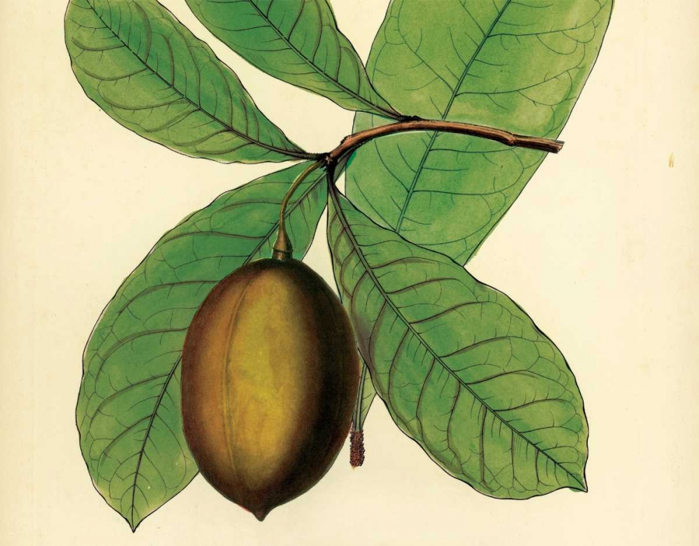 Wall Art Painting id:20685, Name: Palmetto IV, Artist: Alexander, Zachary