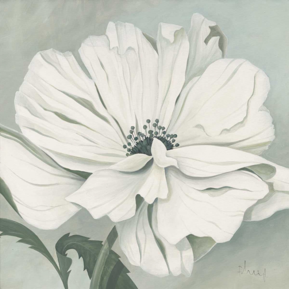 Art Print: White poppy