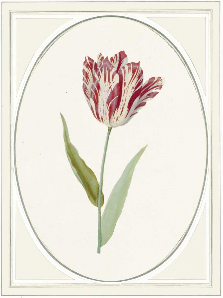 Wall Art Painting id:166067, Name: Tulipa V, Artist: Waltz, Anne