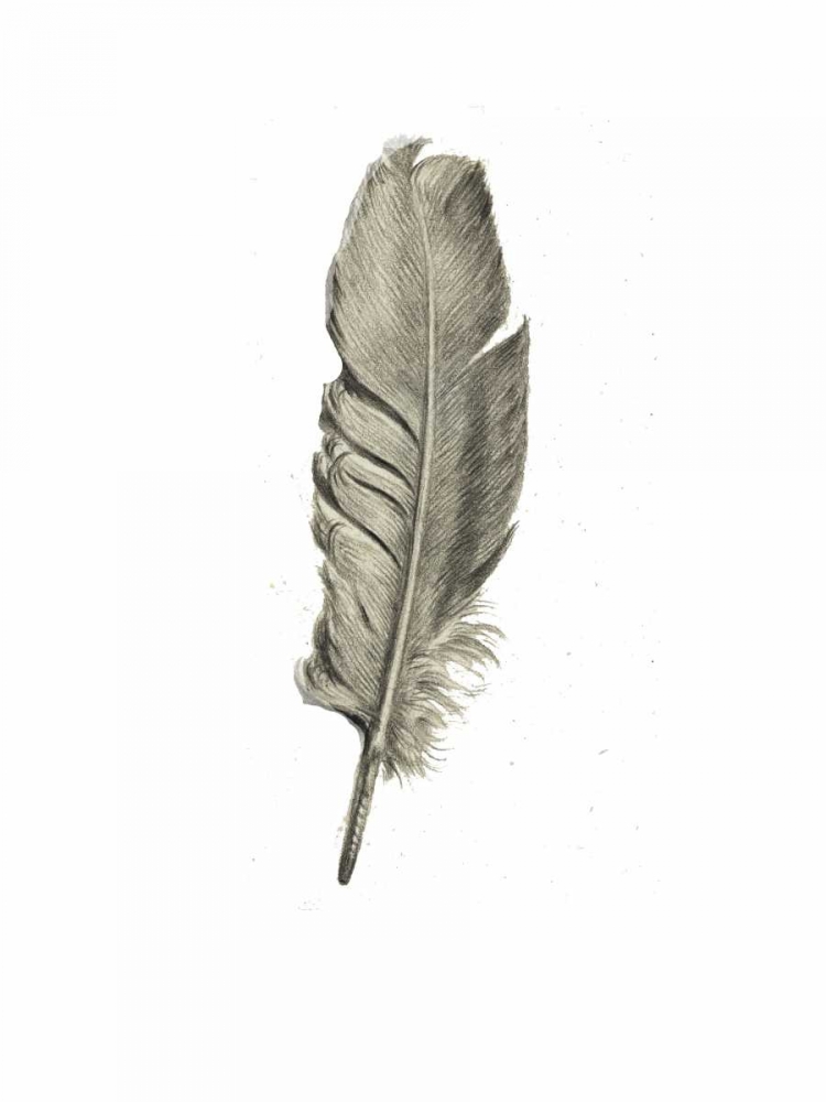 Wall Art Painting id:166211, Name: Feather I, Artist: Waltz, Anne