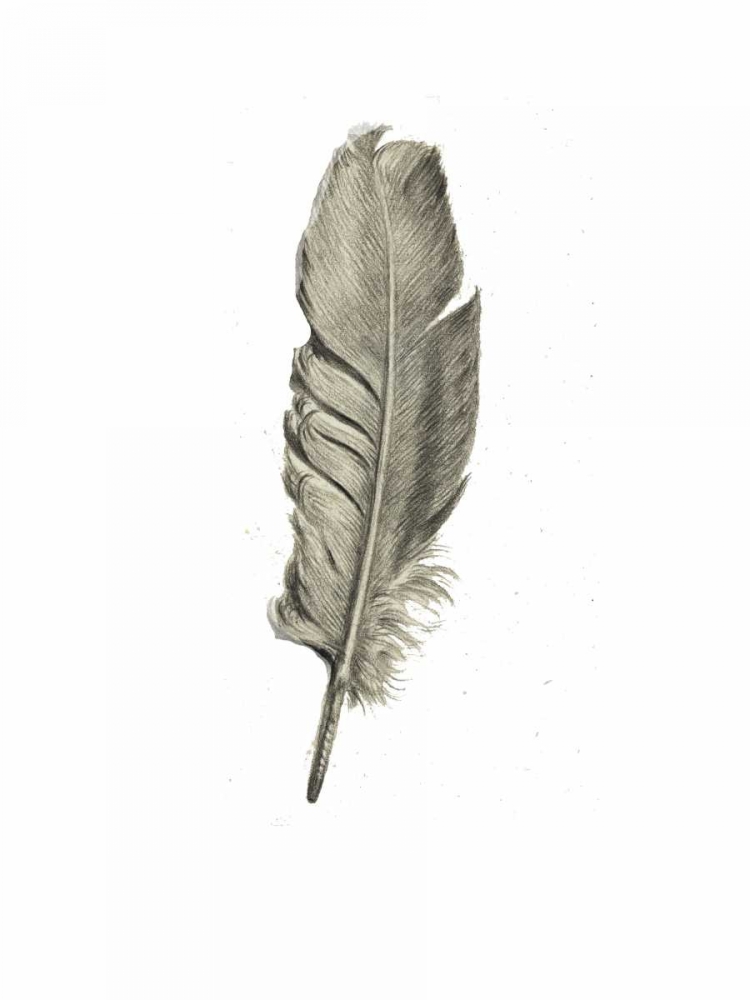 Wall art: Feather I, by Waltz, Anne