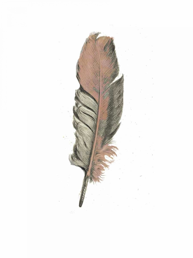 Wall art: Feather II, by Waltz, Anne
