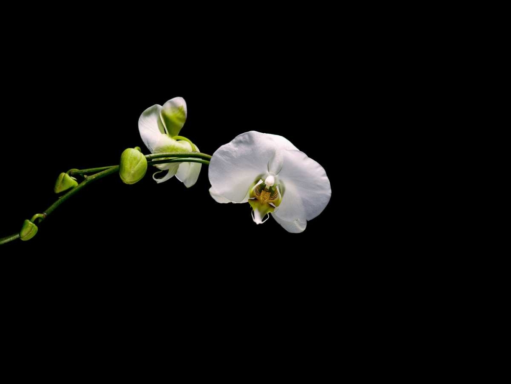 Art Print: Cattileya Orchid