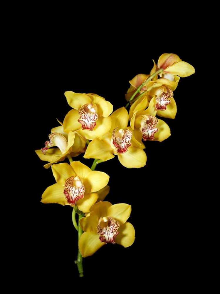 Art Print: Cymbidium