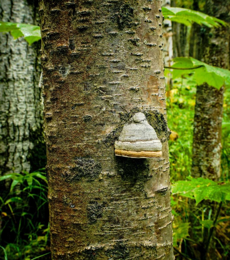 Similar wall art painting: 27780