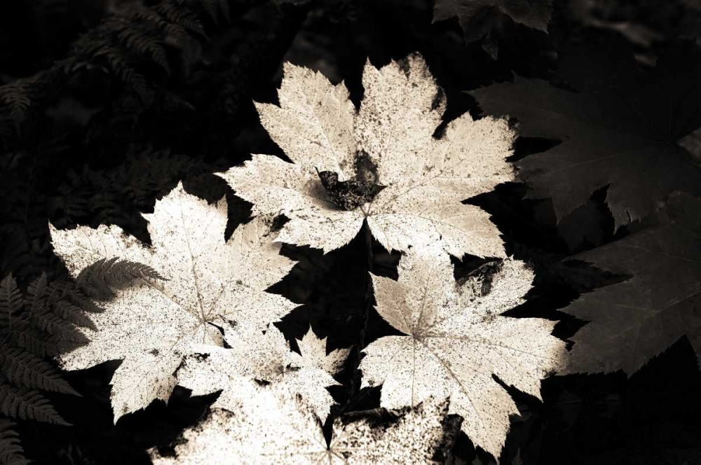 Similar wall art painting: 27782