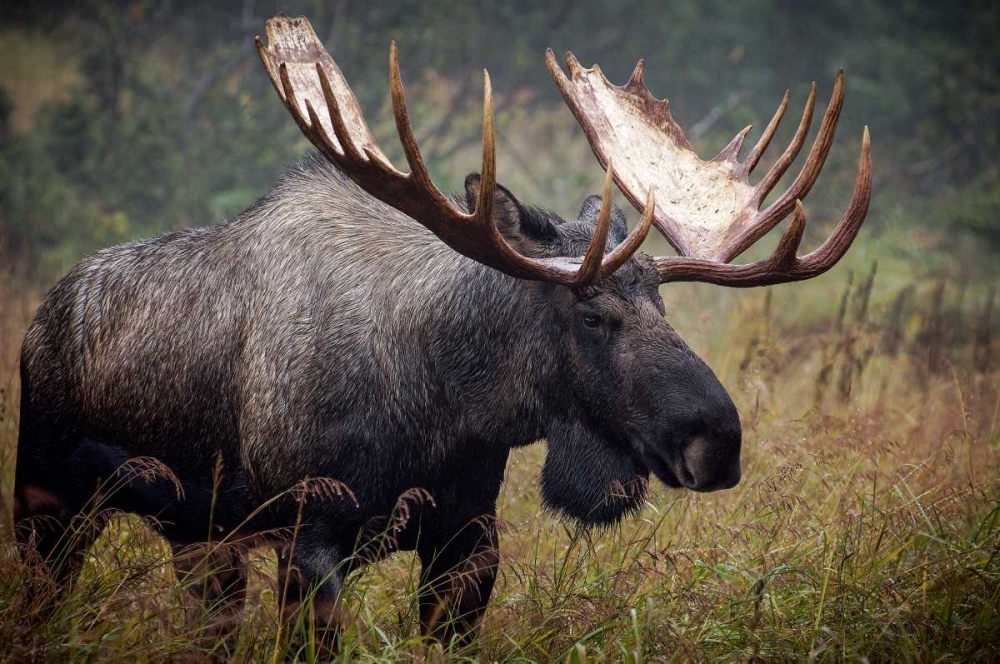 Art Print: King of Alaska