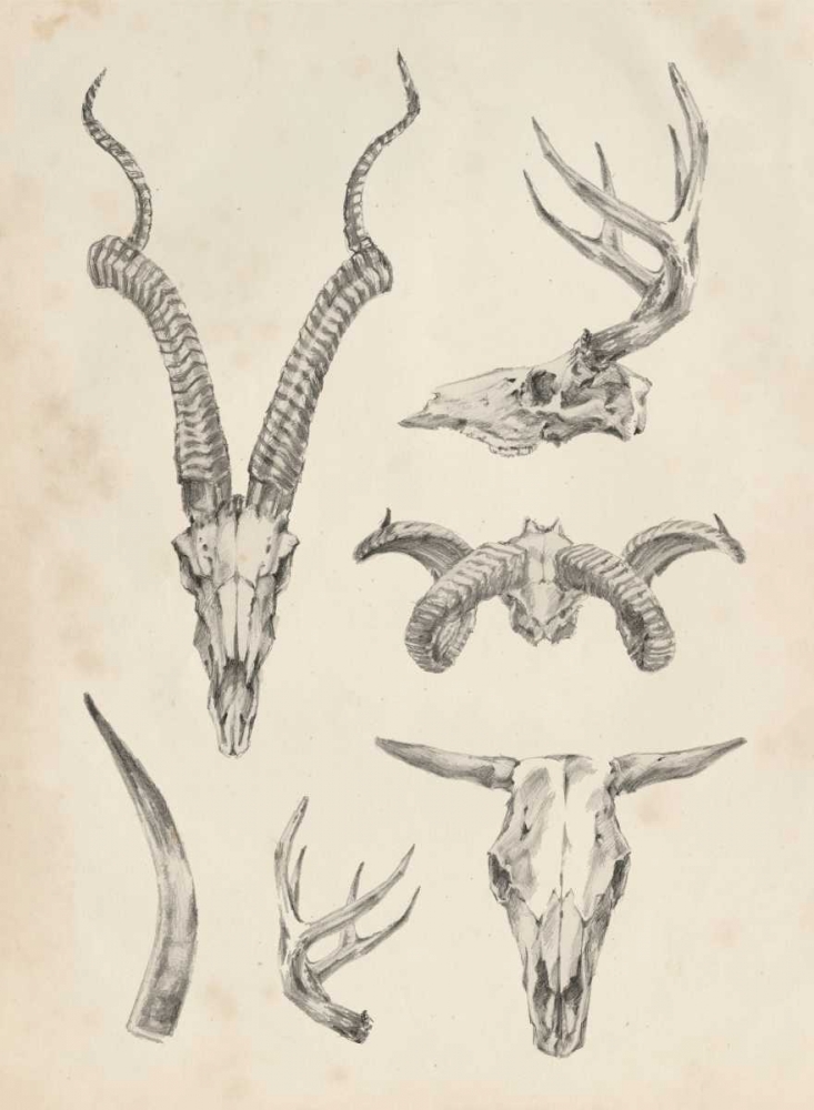 Wall art: Skull and Antler Study I, by Harper, Ethan