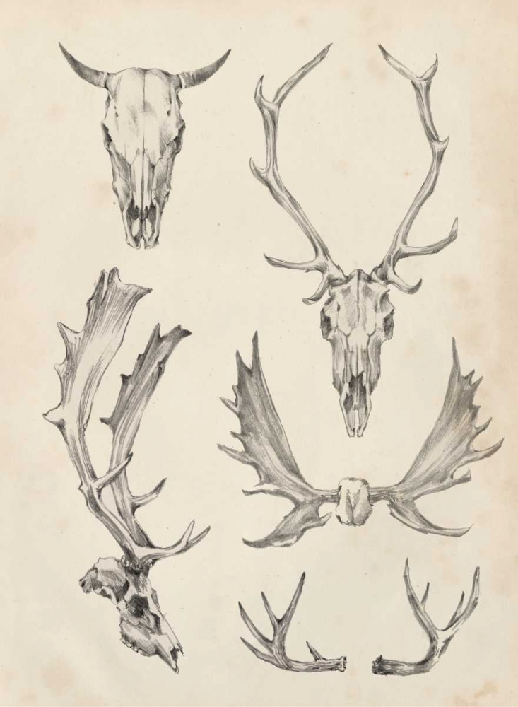 Wall art: Skull and Antler Study II, by Harper, Ethan