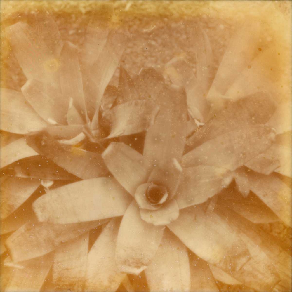 Wall Art Painting id:147521, Name: Halia Aloha I, Artist: Johnson, Jason