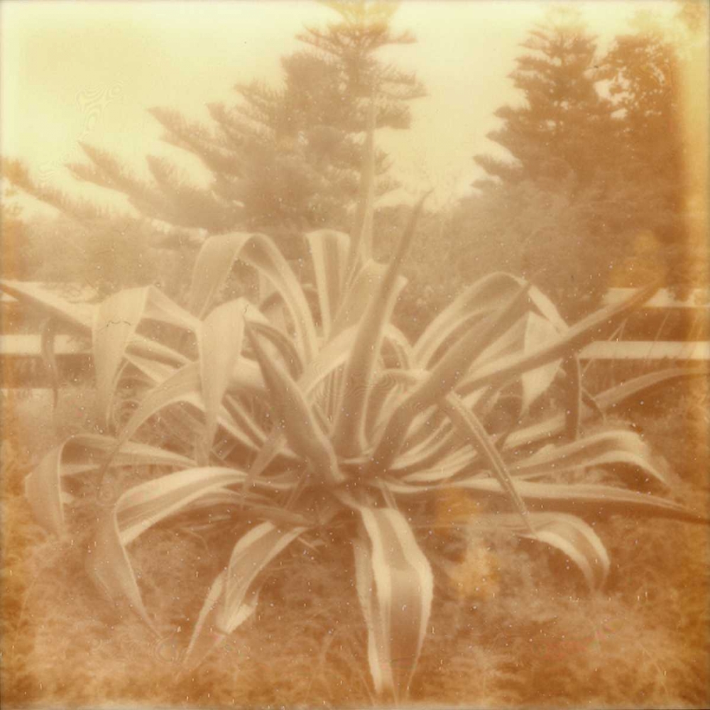 Wall Art Painting id:147522, Name: Halia Aloha II, Artist: Johnson, Jason