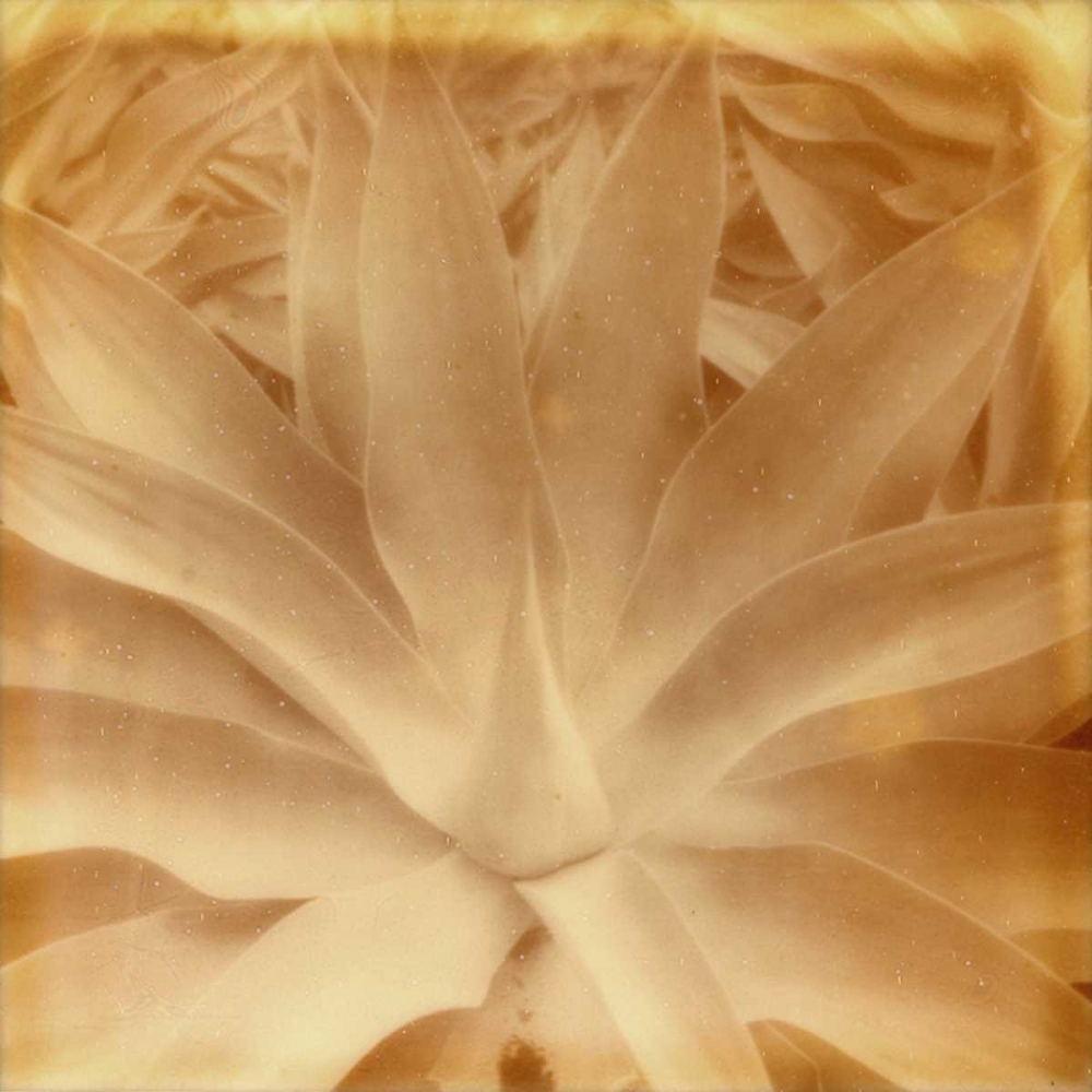 Wall Art Painting id:147523, Name: Halia Aloha III, Artist: Johnson, Jason