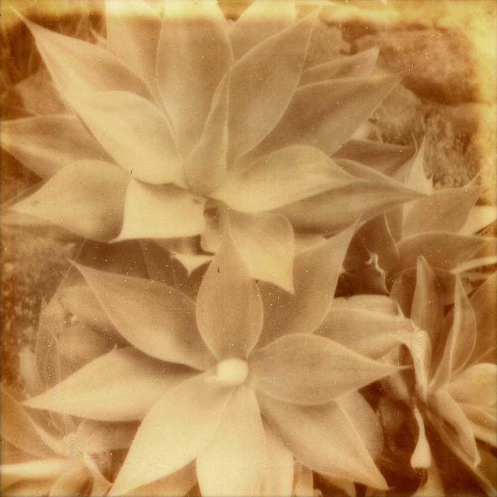 Wall Art Painting id:147524, Name: Halia Aloha IV, Artist: Johnson, Jason