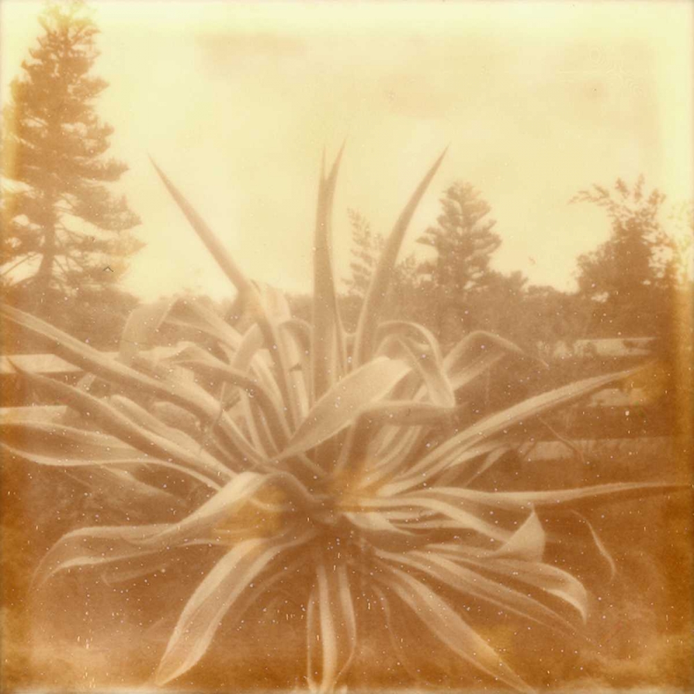 Wall Art Painting id:147529, Name: Halia Aloha IX, Artist: Johnson, Jason