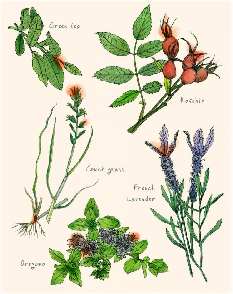 Wall Art Painting id:147753, Name: Sweet Assemblage II, Artist: Wang, Melissa