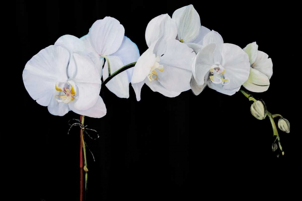 Wall Art Painting id:147828, Name: Dramatic Orchids II, Artist: Iafrate, Sandra