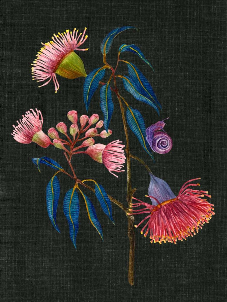 Wall Art Painting id:148105, Name: Gum Nuts II, Artist: Wang, Melissa