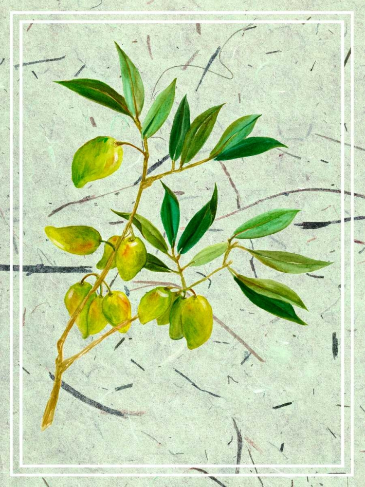 Wall art: Olives on Textured Paper II, by Wang, Melissa