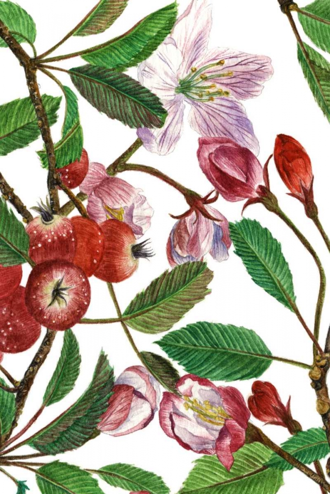 Wall Art Painting id:148142, Name: Malus Melliana I, Artist: Wang, Melissa