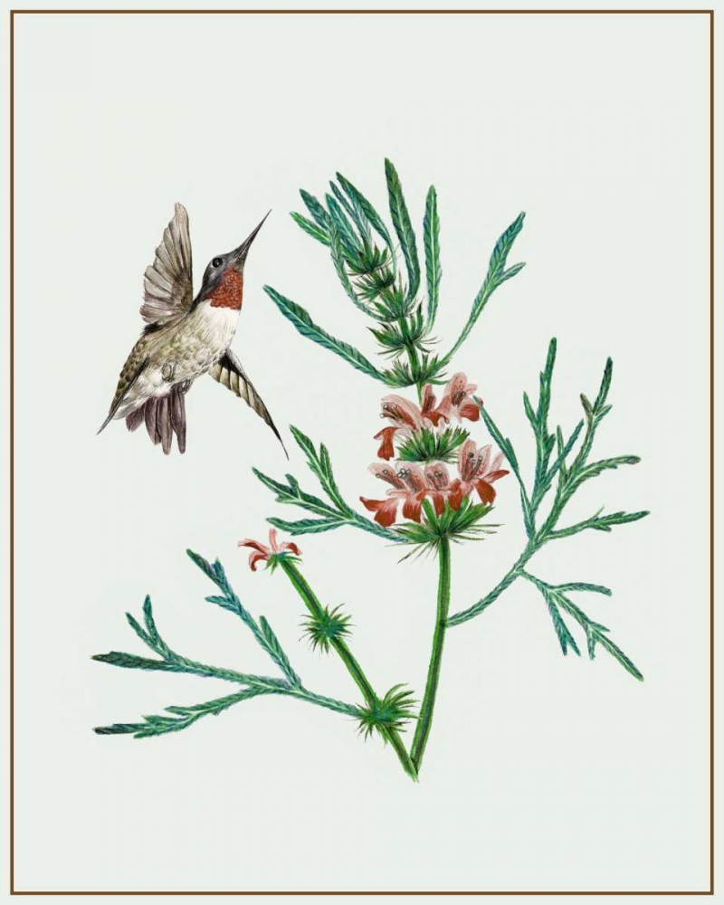 Art Print: Leonurus Japonicus II