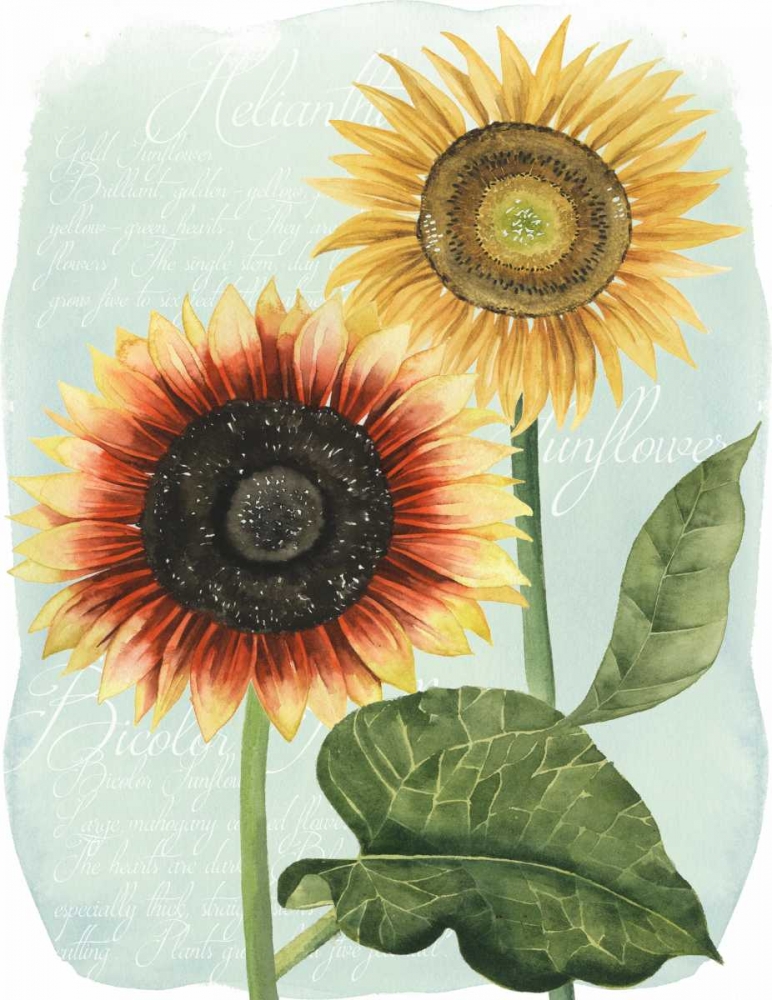 Wall art: Sunflower Study I, by Popp, Grace