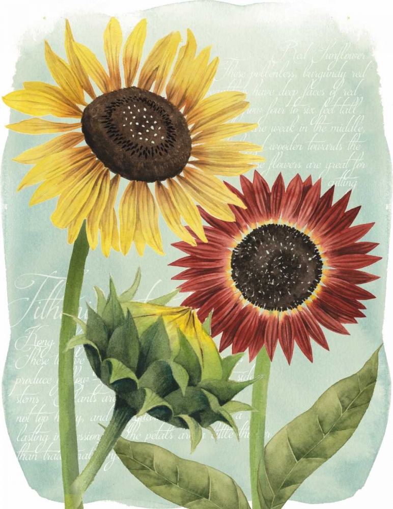 Wall art: Sunflower Study II, by Popp, Grace