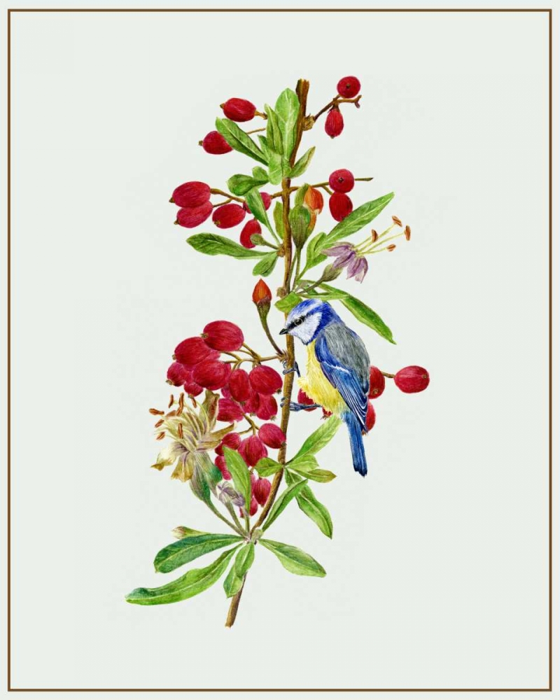 Art Print: Lycium Barbarum I