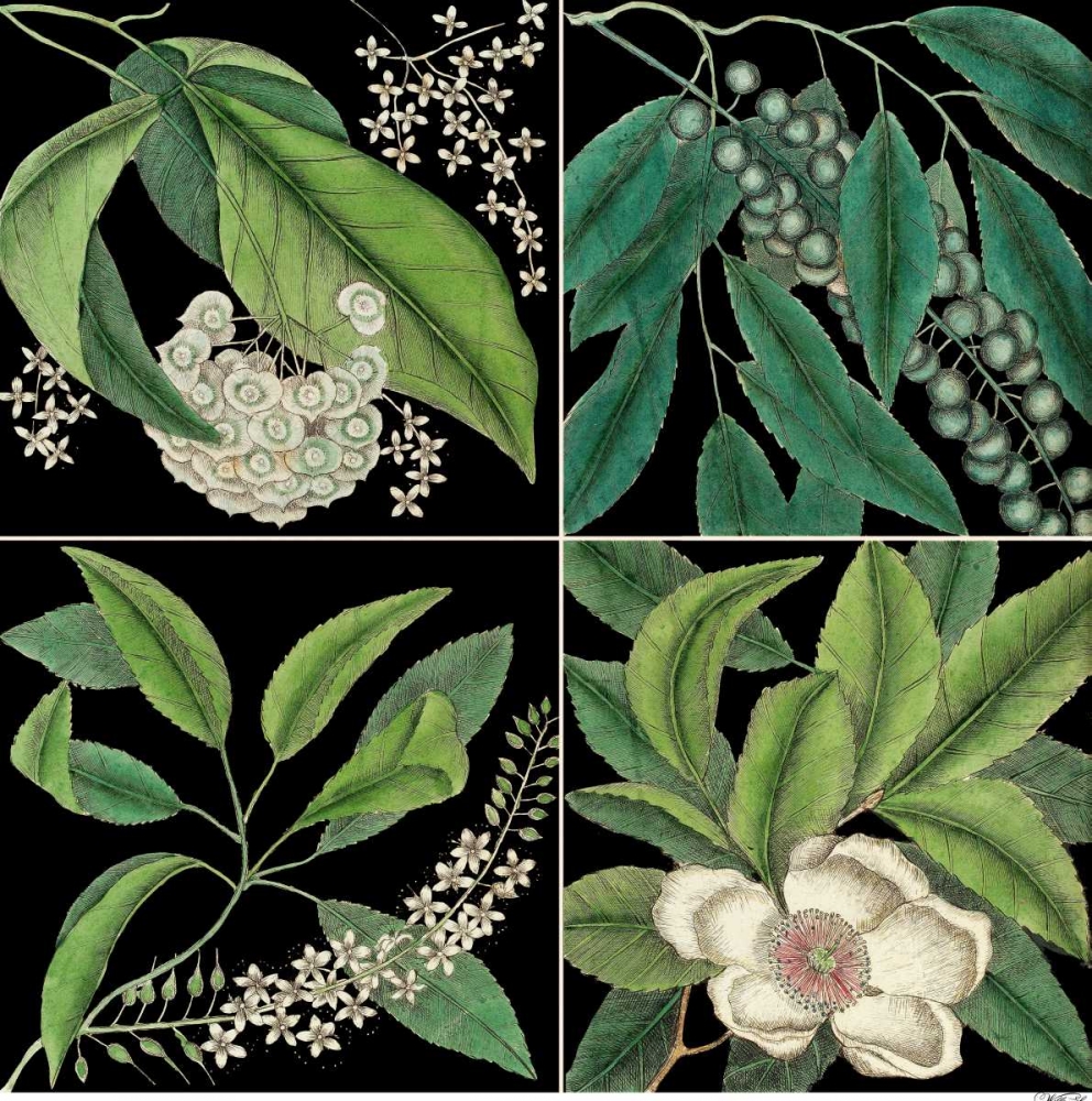 Wall Art Painting id:155656, Name: Graphic Botanical Grid I, Artist: Catesby, Mark