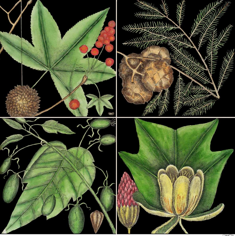 Wall Art Painting id:155658, Name: Graphic Botanical Grid III, Artist: Catesby, Mark