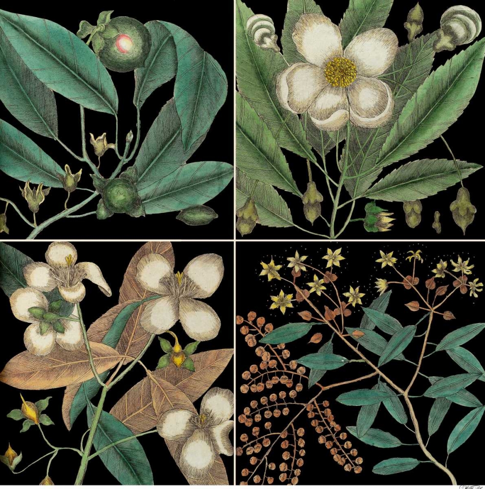 Wall Art Painting id:155660, Name: Graphic Botanical Grid V, Artist: Catesby, Mark
