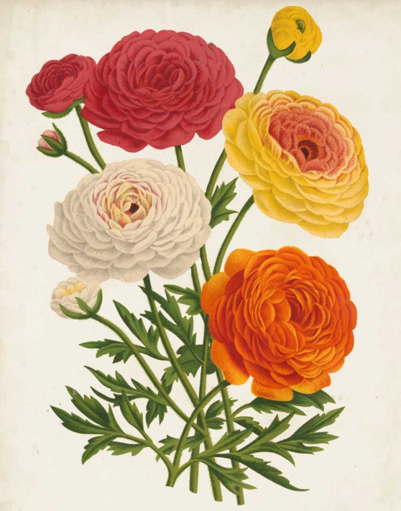 Art Print: Vintage Garden Beauties II