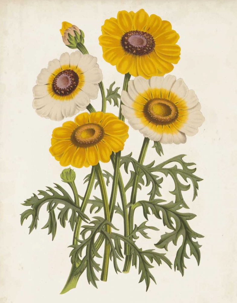 Art Print: Vintage Garden Beauties III