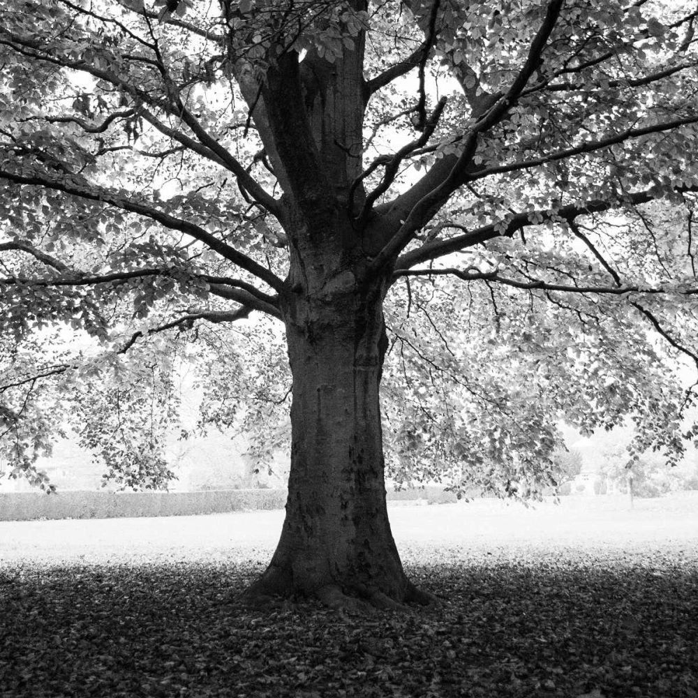 Art Print: Woodland Tones III