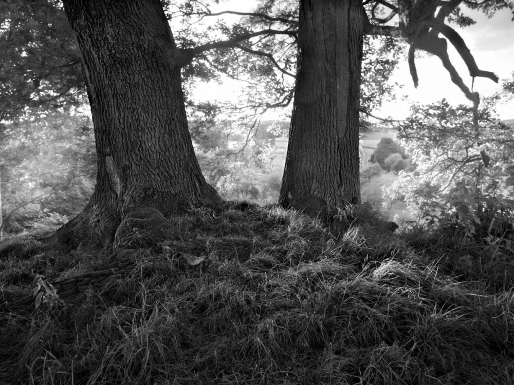 Art Print: The Mighty Oak