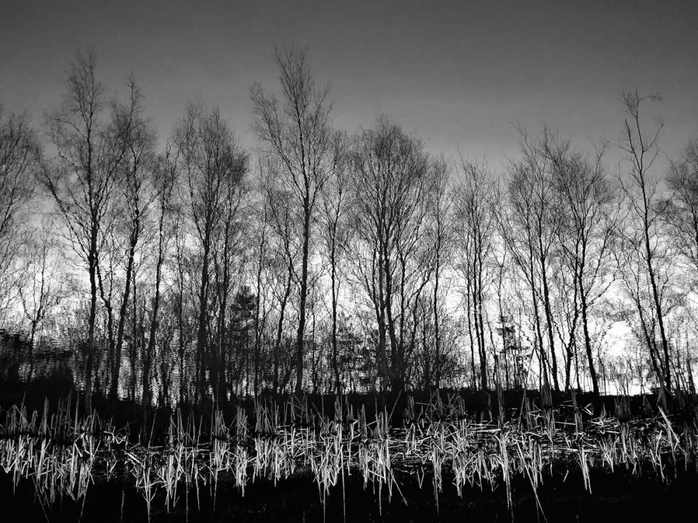 Art Print: Watery Reflection