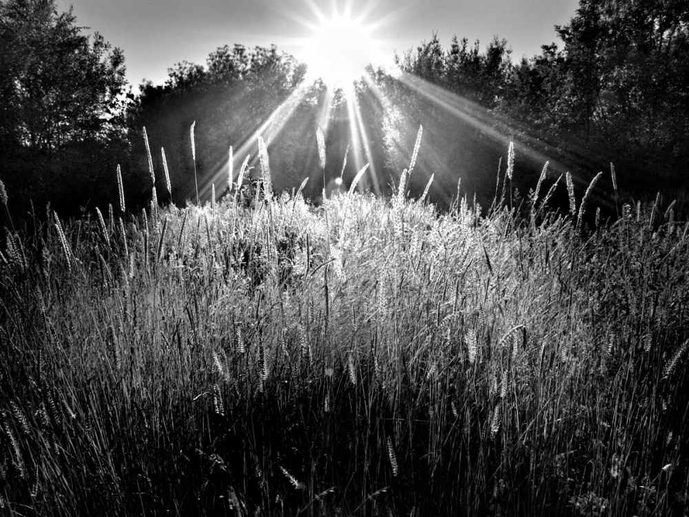 Art Print: Reaching for the Sky