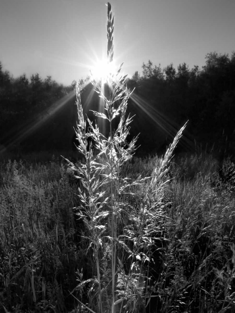 Wall Art Painting id:38048, Name: Magical Light, Artist: Henson, Martin