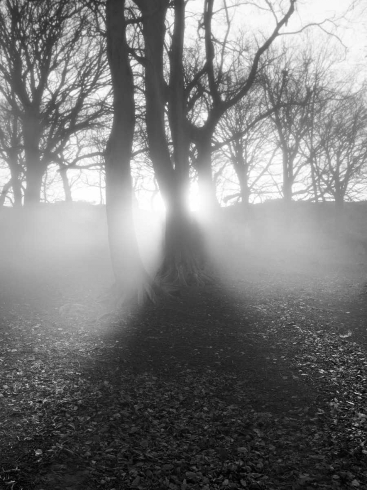 Art Print: Morning Light