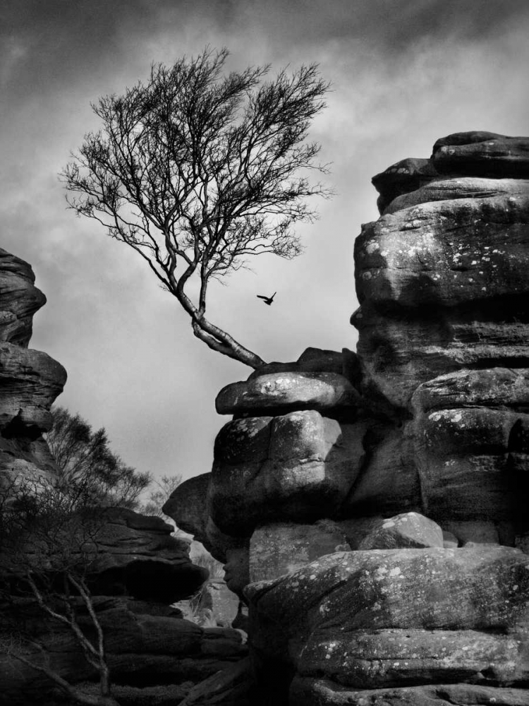 Art Print: Rock Life