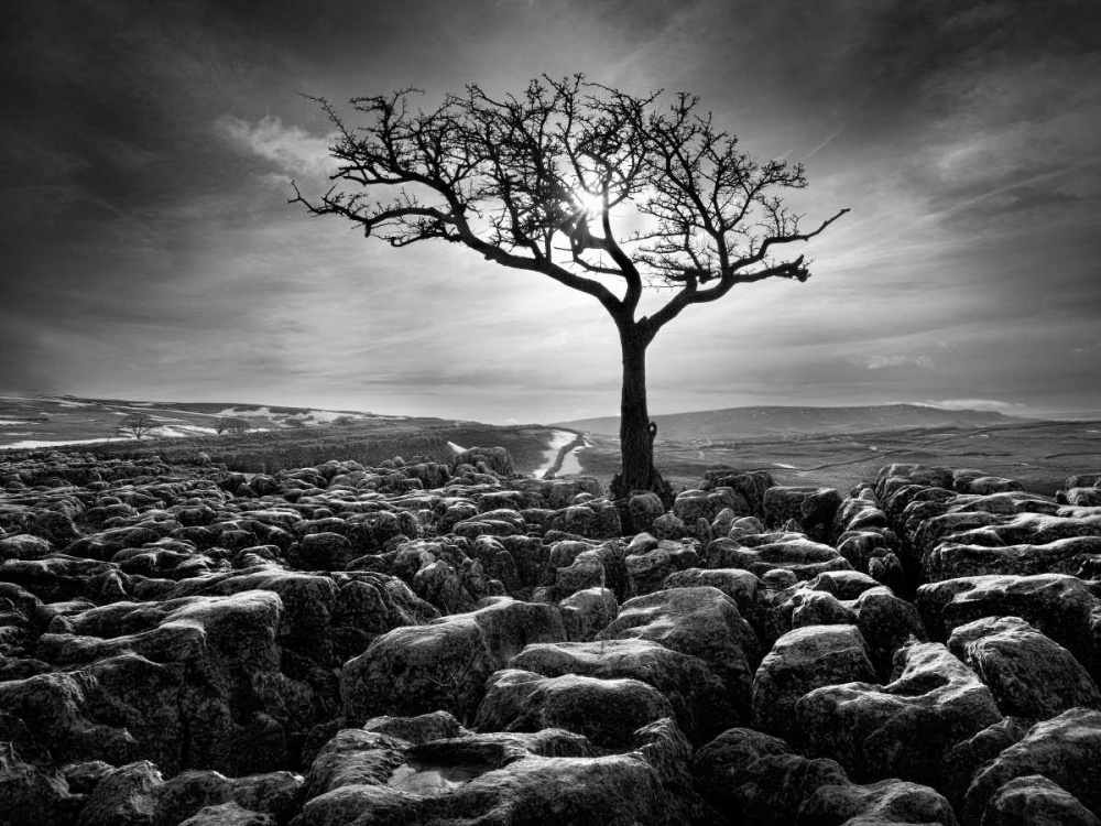 Art Print: Grikes and Clints