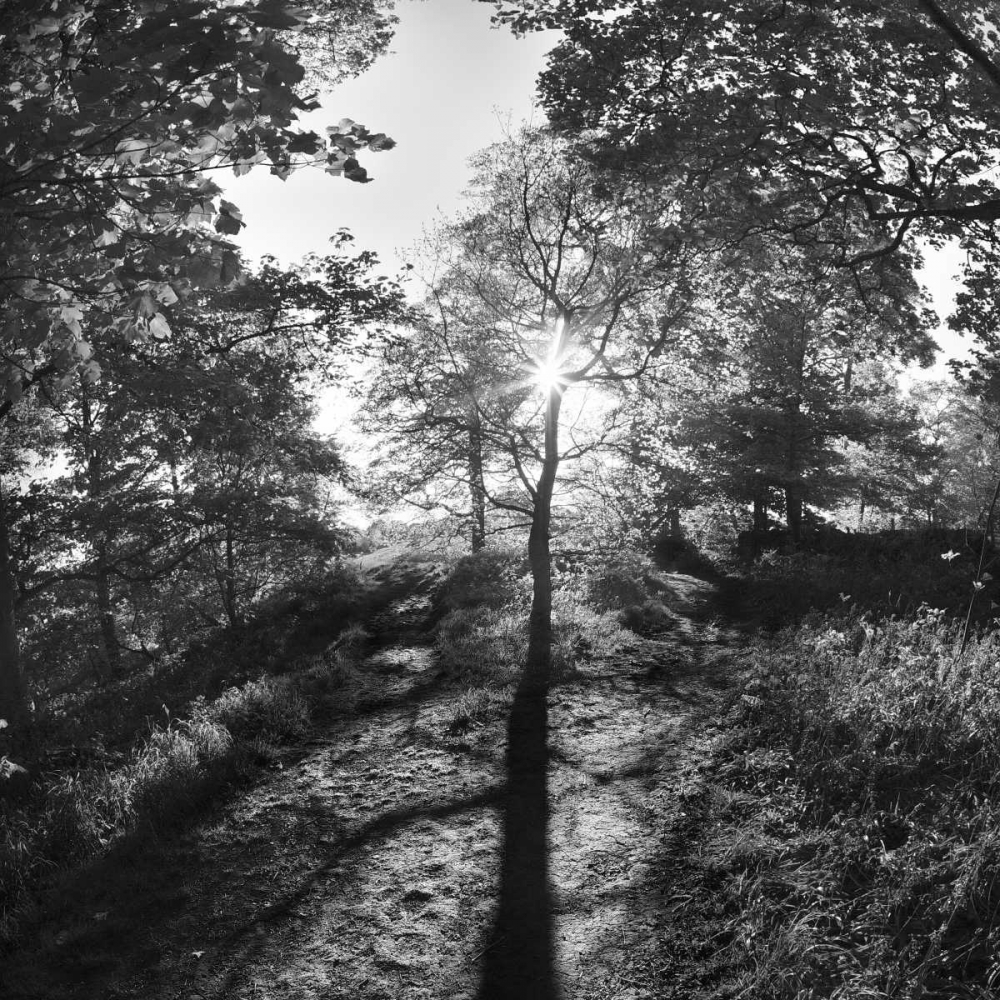 Art Print: Woodland Tones I