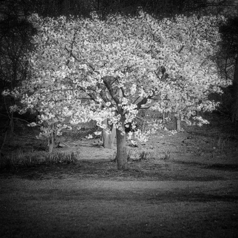 Art Print: Woodland Tones II