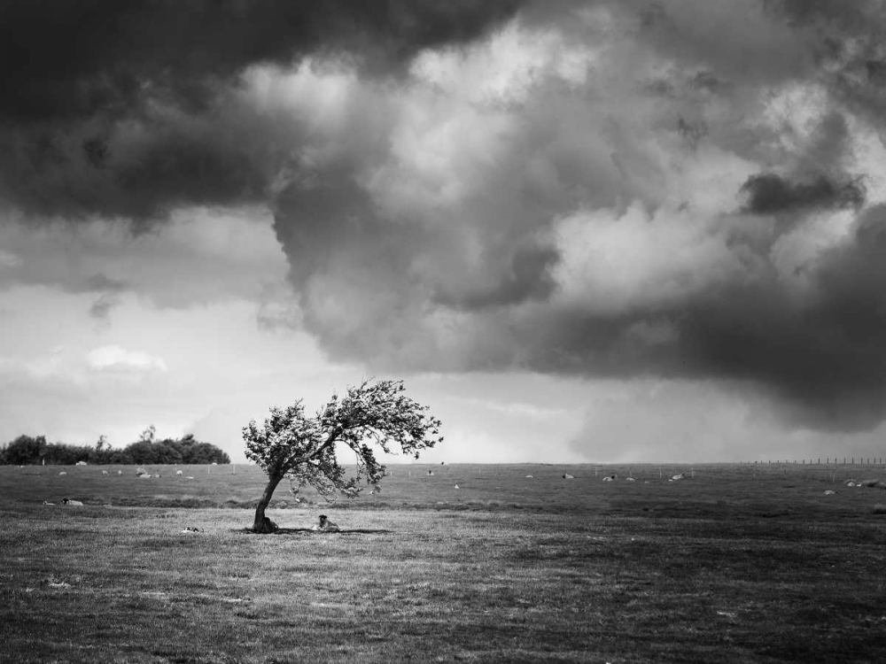 Art Print: Misty Weather V