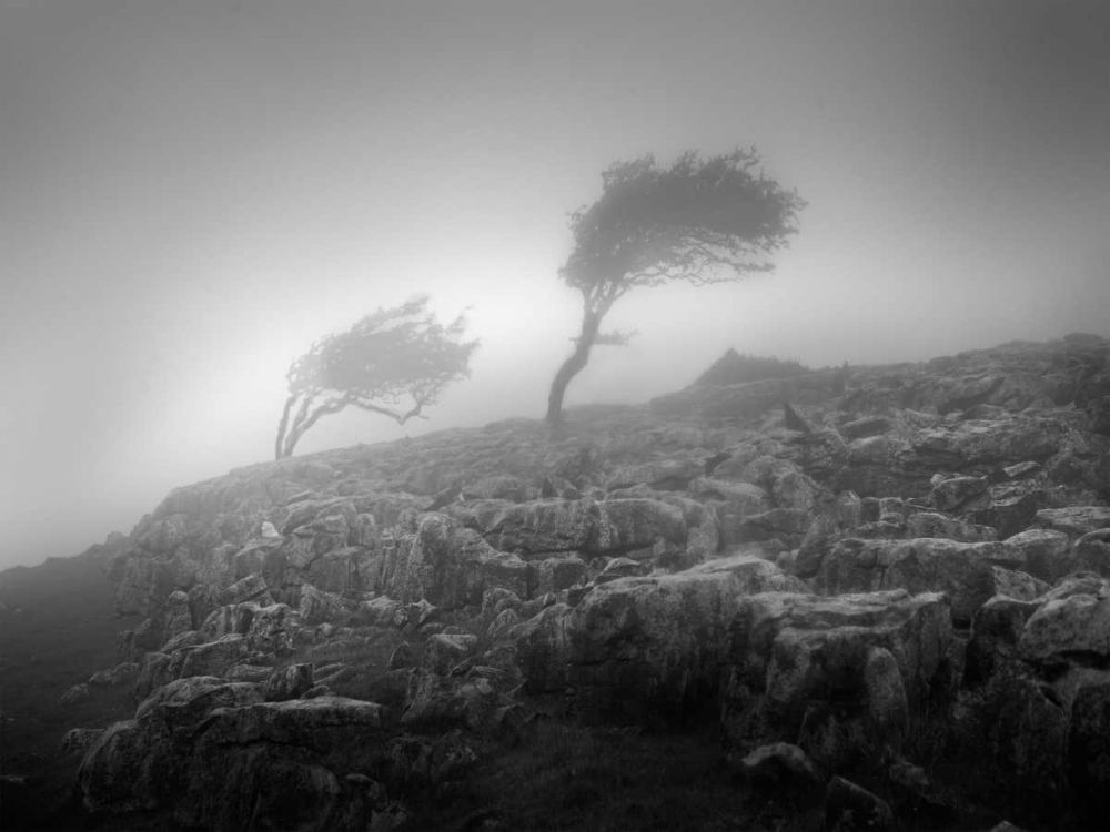 Art Print: Misty Weather VI