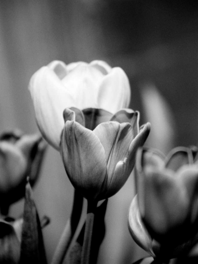 Art Print: Floral Portrait II