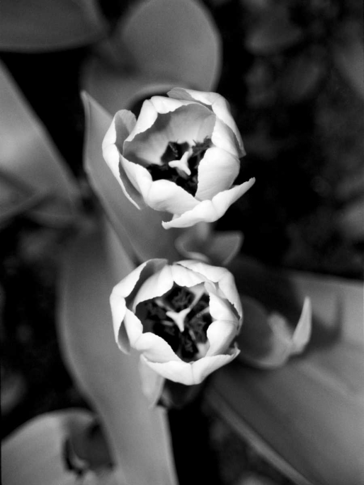 Art Print: Floral Portrait IV