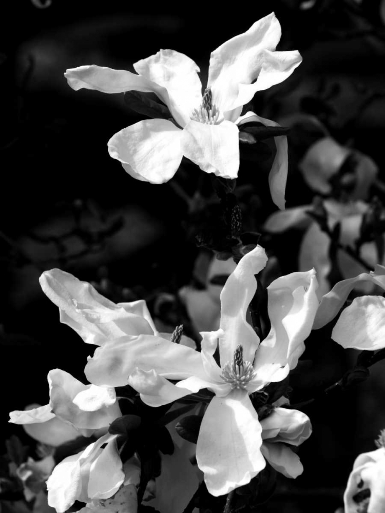 Art Print: Floral Portrait VI