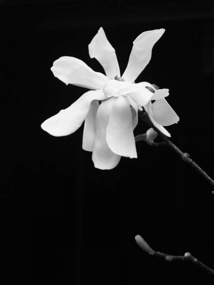 Art Print: Floral Portrait VII