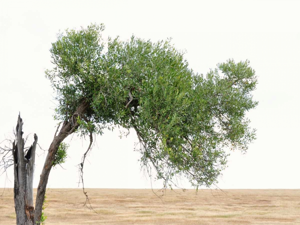 Art Print: Bucolic Scene V